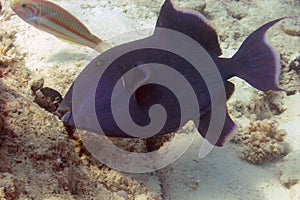 A Blue Triggerfish Pseudobalistes fuscus in the Red Sea