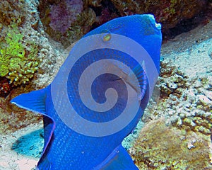 A Blue Triggerfish Pseudobalistes fuscus in the Red Sea