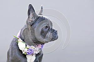 Blue trindle French Bulldog dog with long nose wearing flower collar in front of gray background