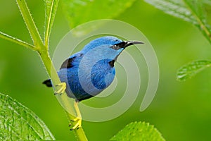 Blue tropic bird, close-up portrait. Shining Honeycreeper, Cyanerpes lucidus, wildlife from Costa Rica. Beautiful exotic forerst