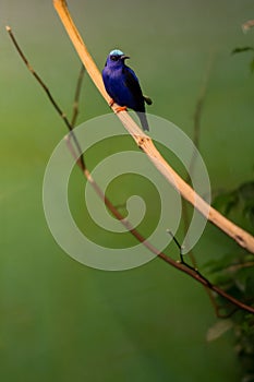 iridescent blue tropical bird
