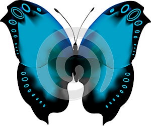 Blue tropical butterfly with open wings