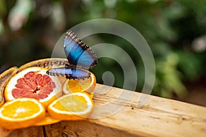 A blue tropical butterfly with spread wings eating orange