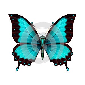 Blue tropical butterfly on a white background, a flying insect. Vector