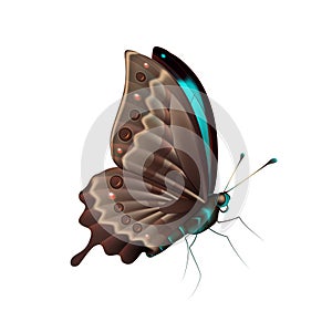 Blue tropical butterfly on a white background, a flying insect. Vector