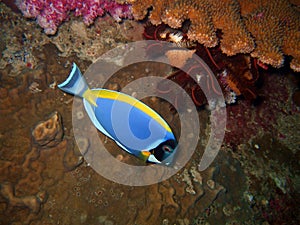 Blue tropical fish