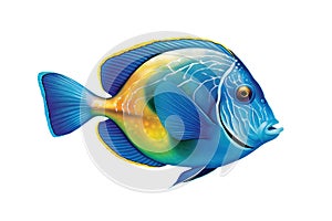 blue tropical fish isolated on white background.