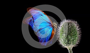 Blue tropical morpho butterfly on poppy flower bud in water drops isolated on black