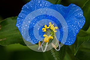 Blue Tropical Spiderwort Dayflower with dew droplets. photo