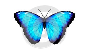 Blue tropical vector butterfly. Giant Morpho didius. Realistic vibrant detailed illustration. Isolated on white. Morpho