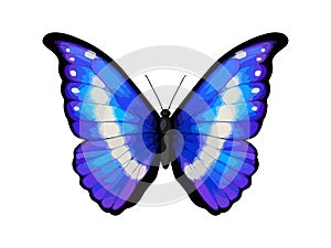 Blue tropical vector butterfly. Morpho rhetenor helena. Realistic vibrant detailed illustration. Isolated on white