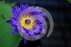 A Blue Tropical Water Lily