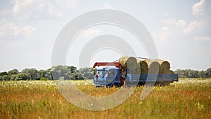 A blue truck with an arrow takes round haystacks out of the field. Harvesting for winter fodder for cattle, agriculture, animal ke