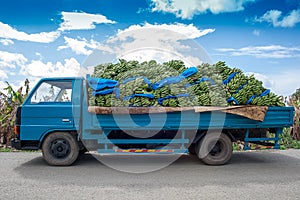 A blue truck carrying bananas