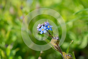 Blue True Forget-Me-Not Myosotis scorpioides flowers with green background