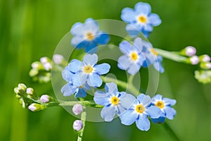 Blue True Forget-Me-Not (Myosotis scorpioides) green background