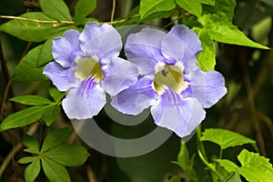 Blue trumpet vine flower in blue with yellow inside, growing in