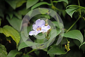 Blue trumpetvine, Thunbergia grandiflora