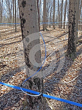 blue tubing to tap maple tree in Spring