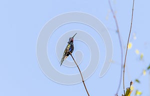 Blue-tufted Starthroat (Heliomaster furcifer) in Brazil