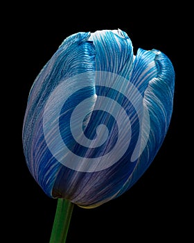 Blue Tulip flower on black background, beautiful petals. Close-up.