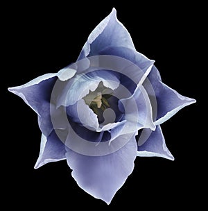 Blue tulip flower. Black isolated background with clipping path. Closeup. no shadows. For design.