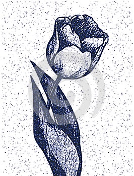 Blue tulip flower drawing illustration. photo
