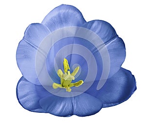 Blue tulip flower on isolated white background with clipping path without shadows. Close-up. For design.