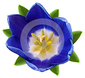 Blue tulip flower. white isolated background with clipping path. Closeup. no shadows. For design.