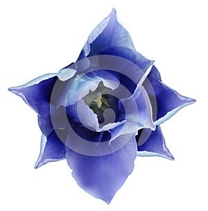 Blue tulip flower. white isolated background with clipping path. Closeup. no shadows. For design.