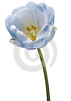 Blue tulip flower on a white  isolated background with clipping path. Flower on a stalk.  Nature. Closeup no shadows.