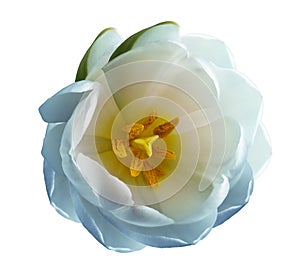 Blue tulip flower on a white isolated background with clipping path. Nature. Closeup no shadows.