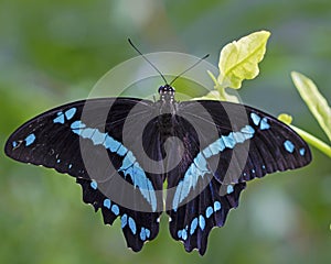 Blue Turquoise and Black Butterfly