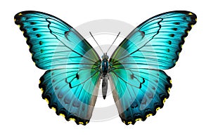 Blue turquoise butterfly with spread wings cut out on a white background. Generative AI illustration