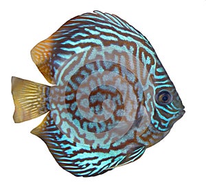 Blue turquoise discus