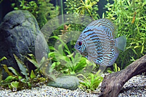 Blue Turquoise Discus Fish