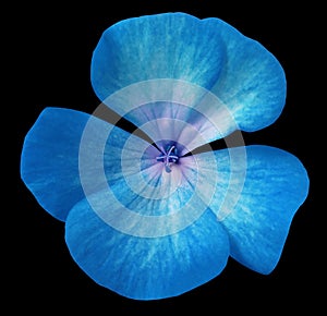 Blue-turquoise flower geranium. black isolated background with clipping path. Closeup no shadows.