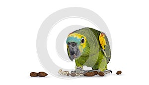 Blue fronted parrot on white background