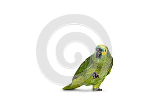 Blue fronted parrot on white background