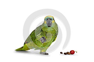 Blue fronted parrot on white background