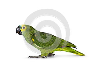 Blue fronted parrot on white background