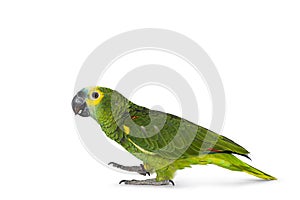 Blue fronted parrot on white background