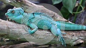 Blue turquoise iguana lizzard resting at the zoo
