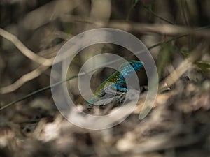 Blue turquoise Rainbow Whiptail Cnemidophorus lemniscatus lizard reptile wildlife in Tayrona Colombia South America