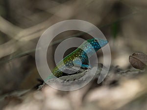 Blue turquoise Rainbow Whiptail Cnemidophorus lemniscatus lizard reptile wildlife in Tayrona Colombia South America