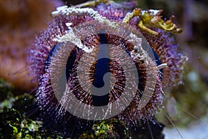 blue tuxedo urchin long tentacle, fluorescent animal agglutinate debris in reef marine aquarium, popular easy pet for beginner