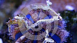 blue tuxedo urchin move tentacle, animal agglutinate debris in reef marine aquarium, popular pet in LED actinic blue light,