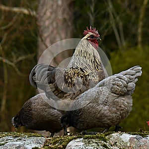 Blue type rooster and chickens of the old Swedish breed Hedemora