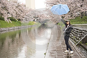 Blue umbrella and pink Sakura