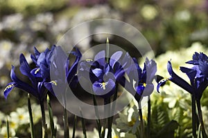 Blue undersized irises and yellow primrose bushes bloom in spring in the garden background